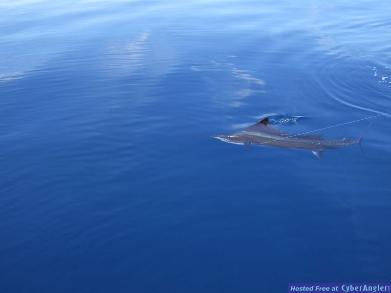Dry Tortugas 2011
