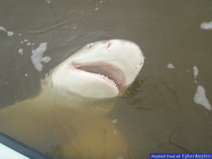 lemon_shark