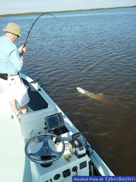 Shark fishing in Naples August 2011