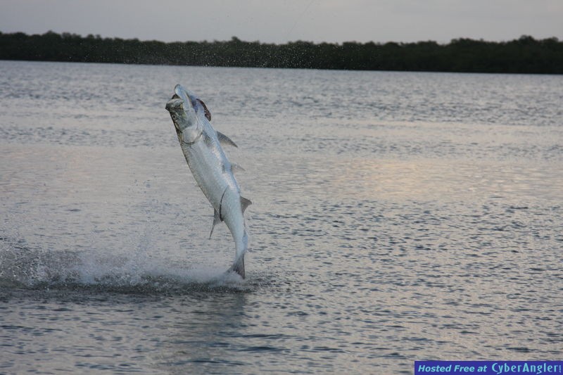 Big tarpon jumping near Naples August 2011