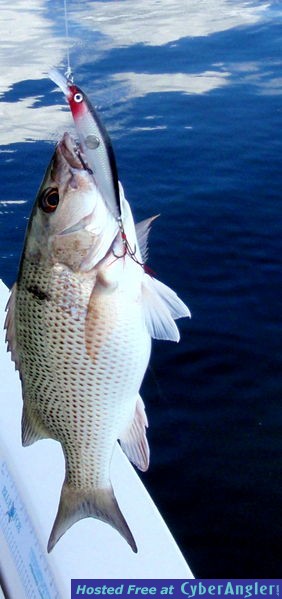 Clackin_Rap_n_Mangrove_Snapper