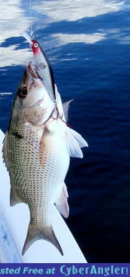 Click to Enlarge Photo