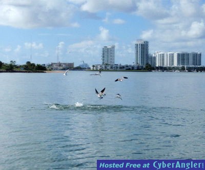 Click to Enlarge Photo