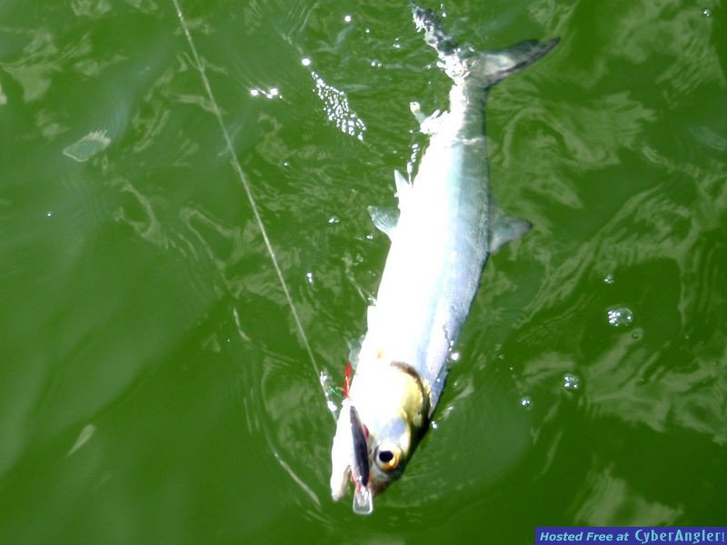 Ladyfish_n_Clackin_Rap