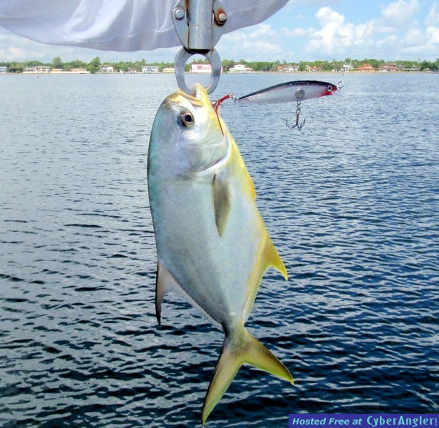 Pompano_n_Rapala_Clackin_Rap