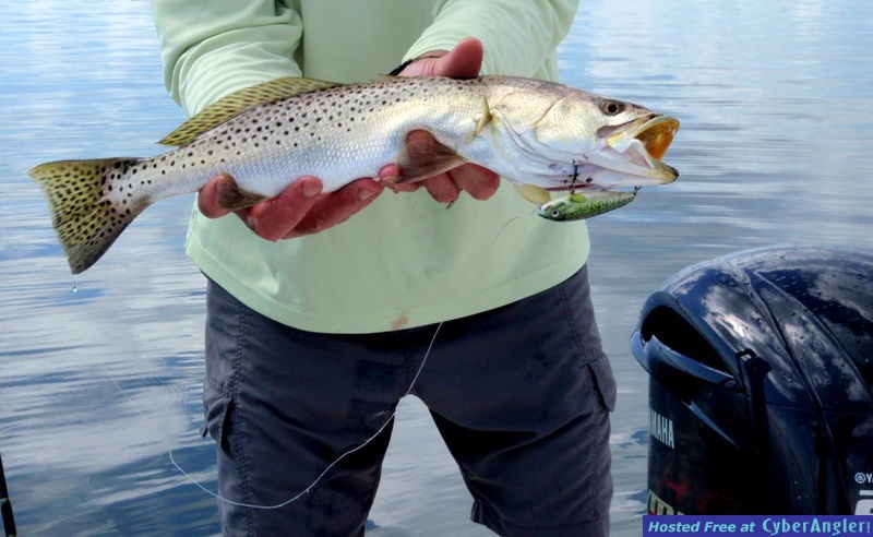Sea_Trout_n_Rapala_Skitter_Walk