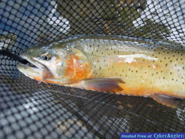 Cutthroat in the net.