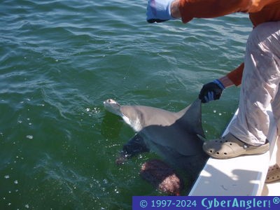 Click to Enlarge Photo