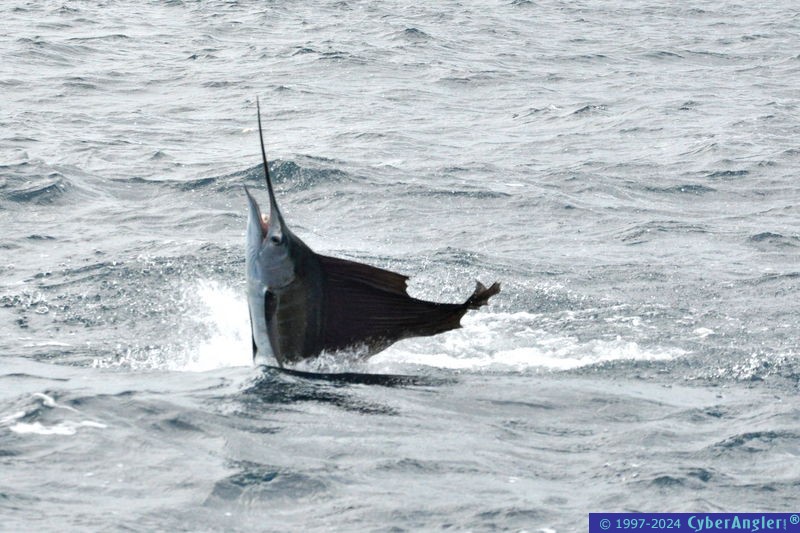 Summer time Sailfish Stuart Fl