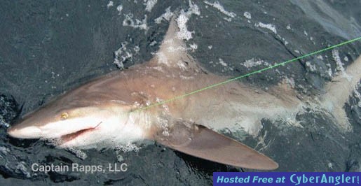 shark11