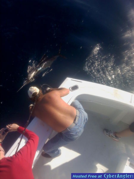 Sailfish Matt