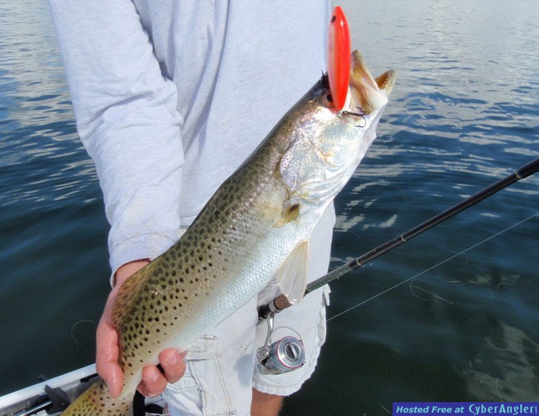 Sea_Trout_n_Rapala_Skitter_Walk_21