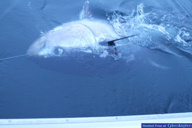 1100 BLUE FIN TUNAS