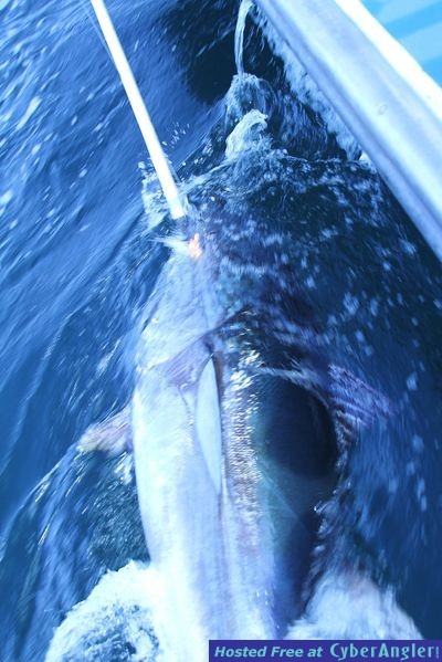 BLUE FINS