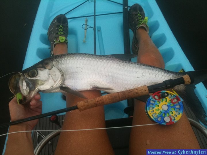 Juvenile Tarpon on Fly