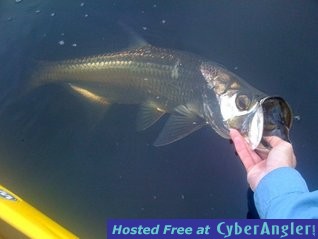 Juvenile Tarpon on Fly