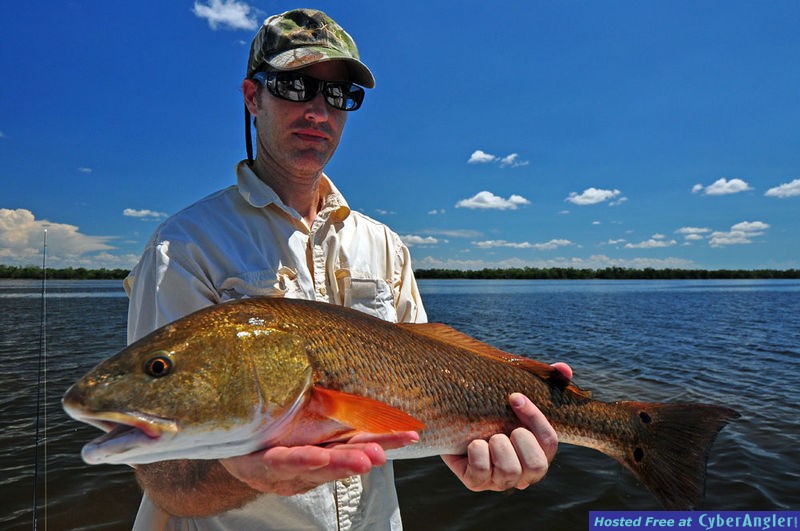 Beautiful bronze Redfish