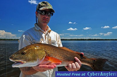 Beautiful bronze Redfish