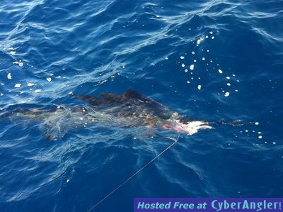 Click to Enlarge Photo