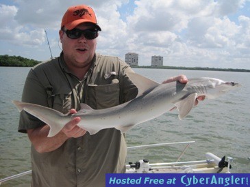 bonnethead shark