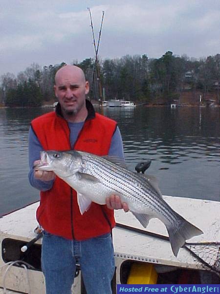 Striped Bass