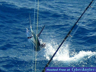 Sailfish flying