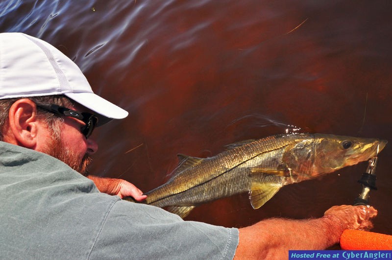 Snook Release