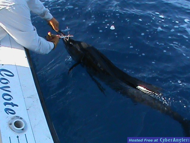 Sailfish at the boat