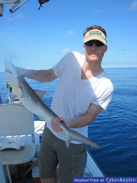 Sharpnosed Shark