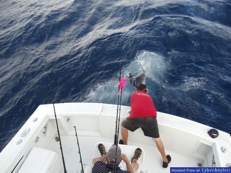 frenchy_sailfish10-7-11_006