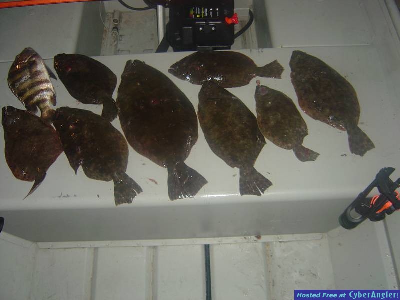 flounder