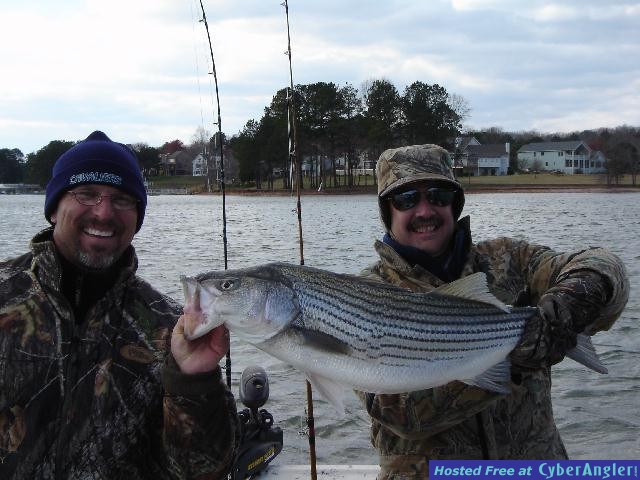 Striped Bass