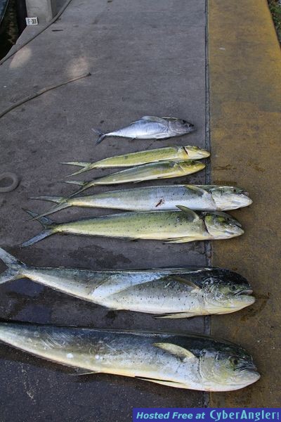 Mahi Mahi