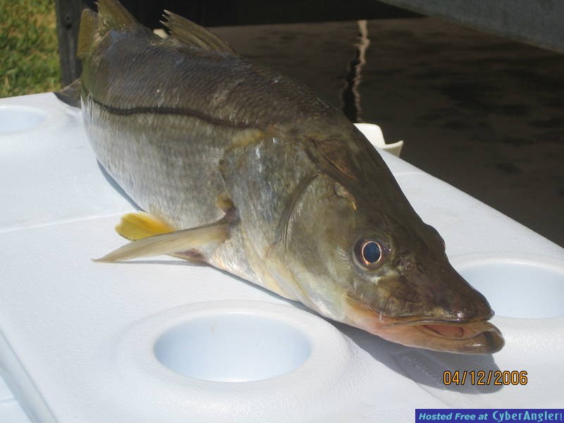 keeper snook 27 inches