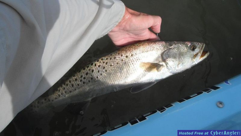 trout13