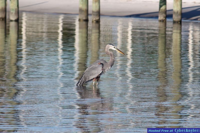 Full Net Fishing Charters - Fall 2011
