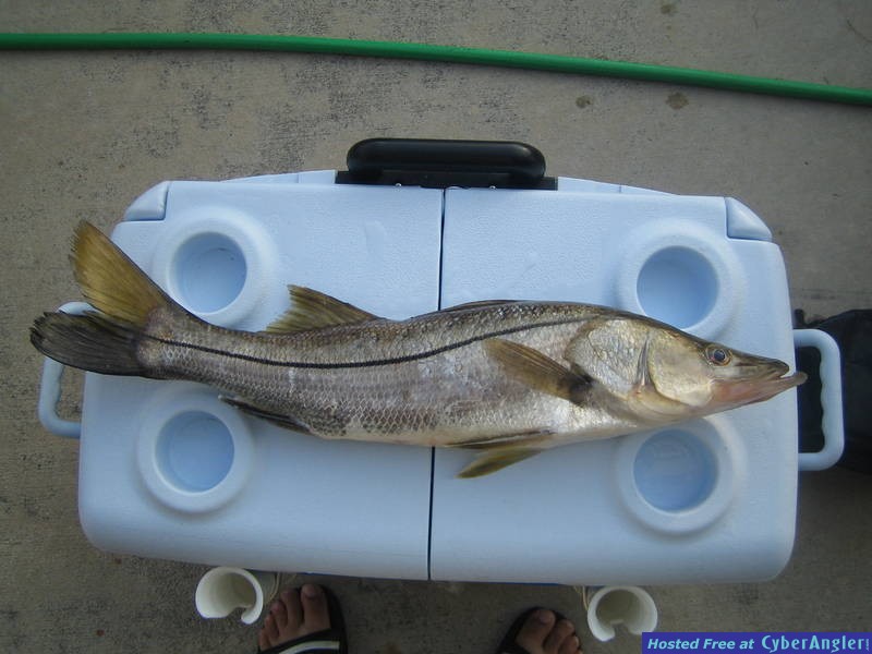 Keeper Snook !!!