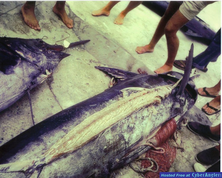 marlin eats marlin