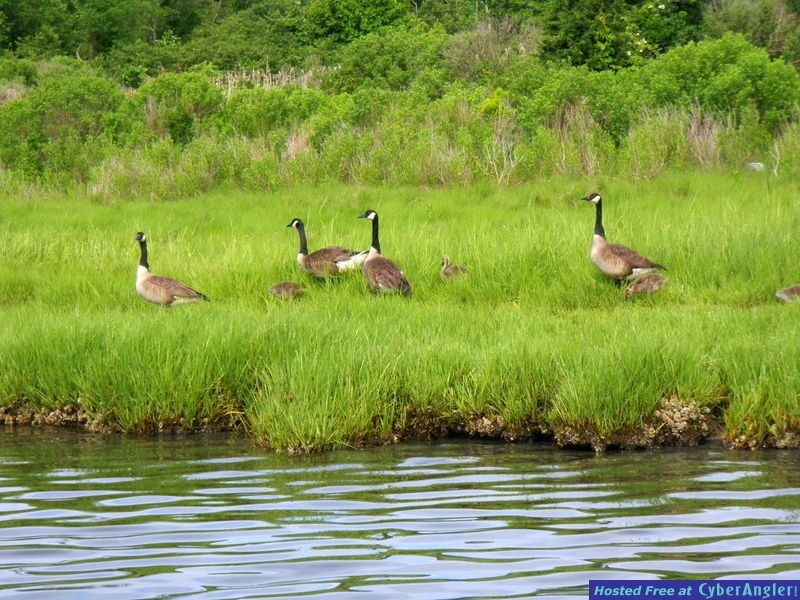 Rhode Island Angling Adventures