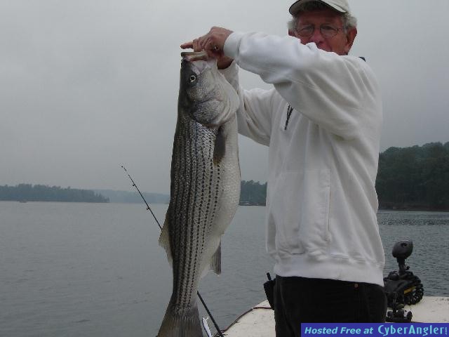 Stripers on Redfins
