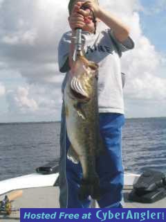 Kissimmee Chain Toad