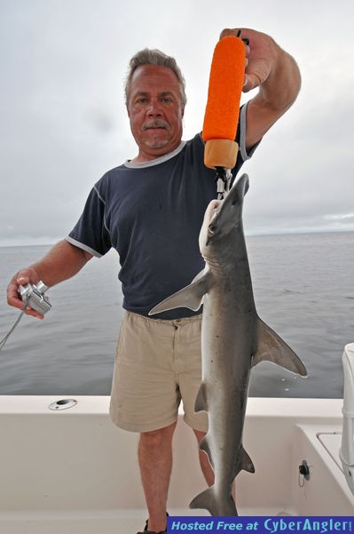 Bonnethead Shark