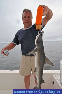 Bonnethead Shark