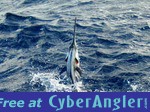 Sailfish Bryant