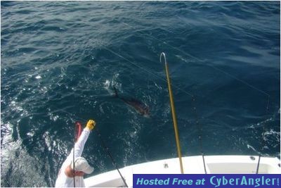 aboard Hooked Up Sportfishing - Captain Taco (954) 764-4344 or toll free @