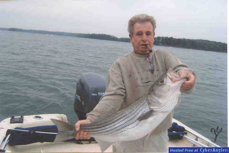 Lake Lanier Stripers Schooling on Top
