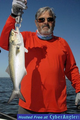 Bill Moore's Sarasota Bay DOA Deadly Combo bluefish