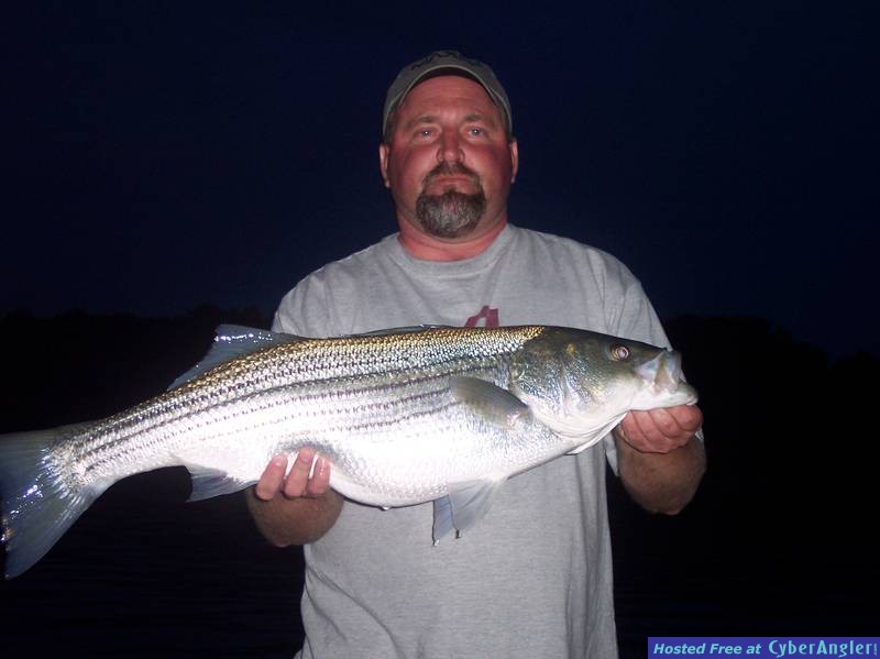 Stripers at night