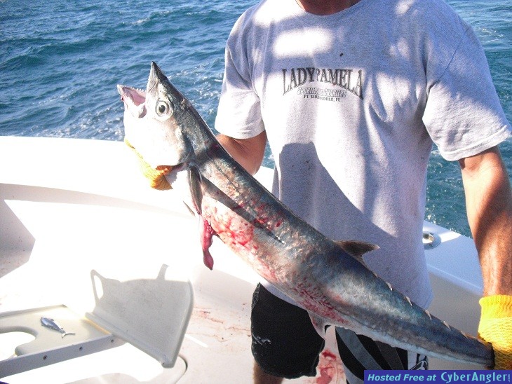 Kingfish