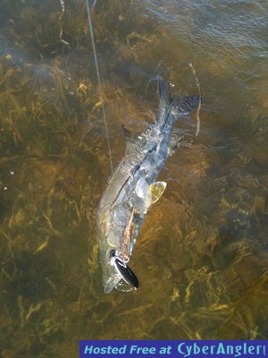 Click to Enlarge Photo